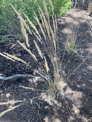 Calamagrostis epigejos