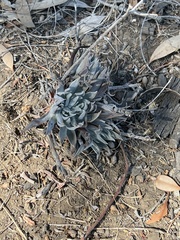 Dudleya