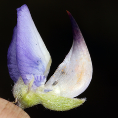 Lupinus burkei