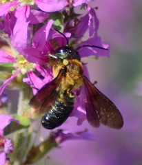 Megachile sculpturalis