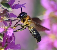 Megachile sculpturalis