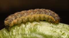 Mamestra brassicae