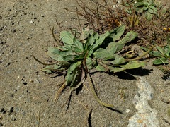 Plantago depressa