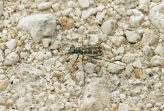 Ellipsoptera marginata