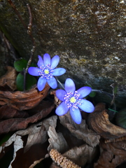 Hepatica nobilis