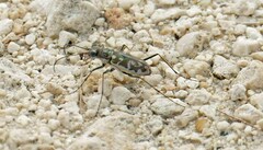 Ellipsoptera marginata