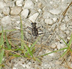 Ellipsoptera marginata