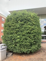 Taxus baccata