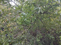 Prunus spinosa