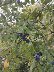 Prunus spinosa