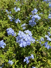 Plumbago auriculata