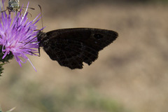 Satyrus actaea
