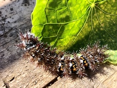 Ormiscodes cinnamomea