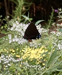 Atlides halesus