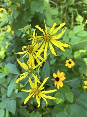 Bidens vulgata
