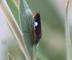Homalodisca liturata