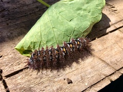 Ormiscodes cinnamomea