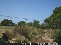 Lophophanes cristatus