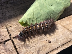 Ormiscodes cinnamomea