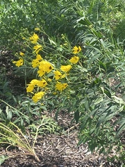 Coreopsis tripteris