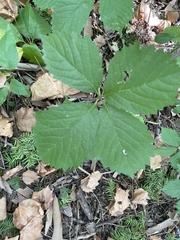 Parthenocissus inserta