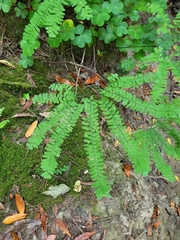 Adiantum aleuticum