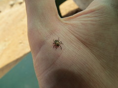 Rhipicephalus pulchellus