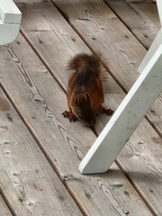 Sciurus vulgaris