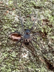Tigrosa aspersa