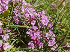 Thymus praecox britannicus