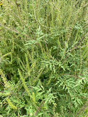 Ambrosia artemisiifolia