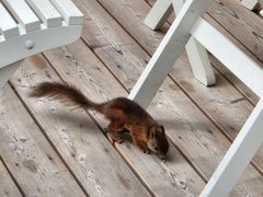Sciurus vulgaris