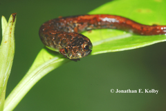 Cryptotriton nasalis