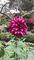 Dahlia pinnata