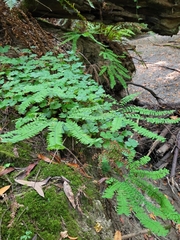 Adiantum aleuticum