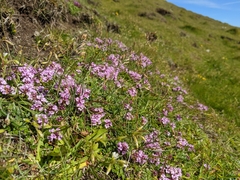 Thymus praecox britannicus