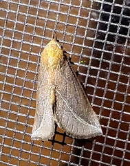 Phyprosopus callitrichoides