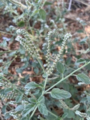 Heliotropium europaeum