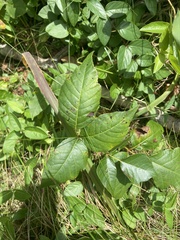 Toxicodendron