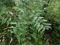 Juglans major