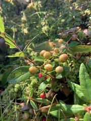 Maianthemum trifolium