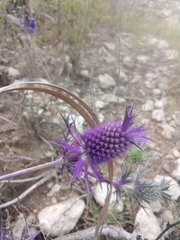 Eryngium leavenworthii