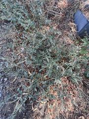 Heliotropium europaeum