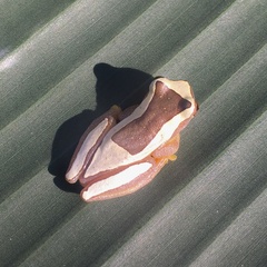 Dendropsophus elegans