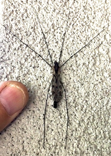 Giant Crane Fly