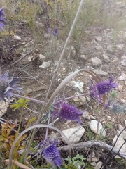 Eryngium leavenworthii