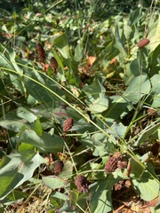 Anemopsis californica