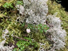 Gaultheria hispidula