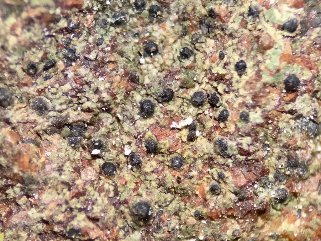 Wart Lichen