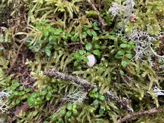 Gaultheria hispidula